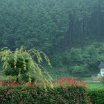 Forest garden in Shiso-shi, Hyogo Prefecture, Japan / cotaro70s Flickr Creative Commons